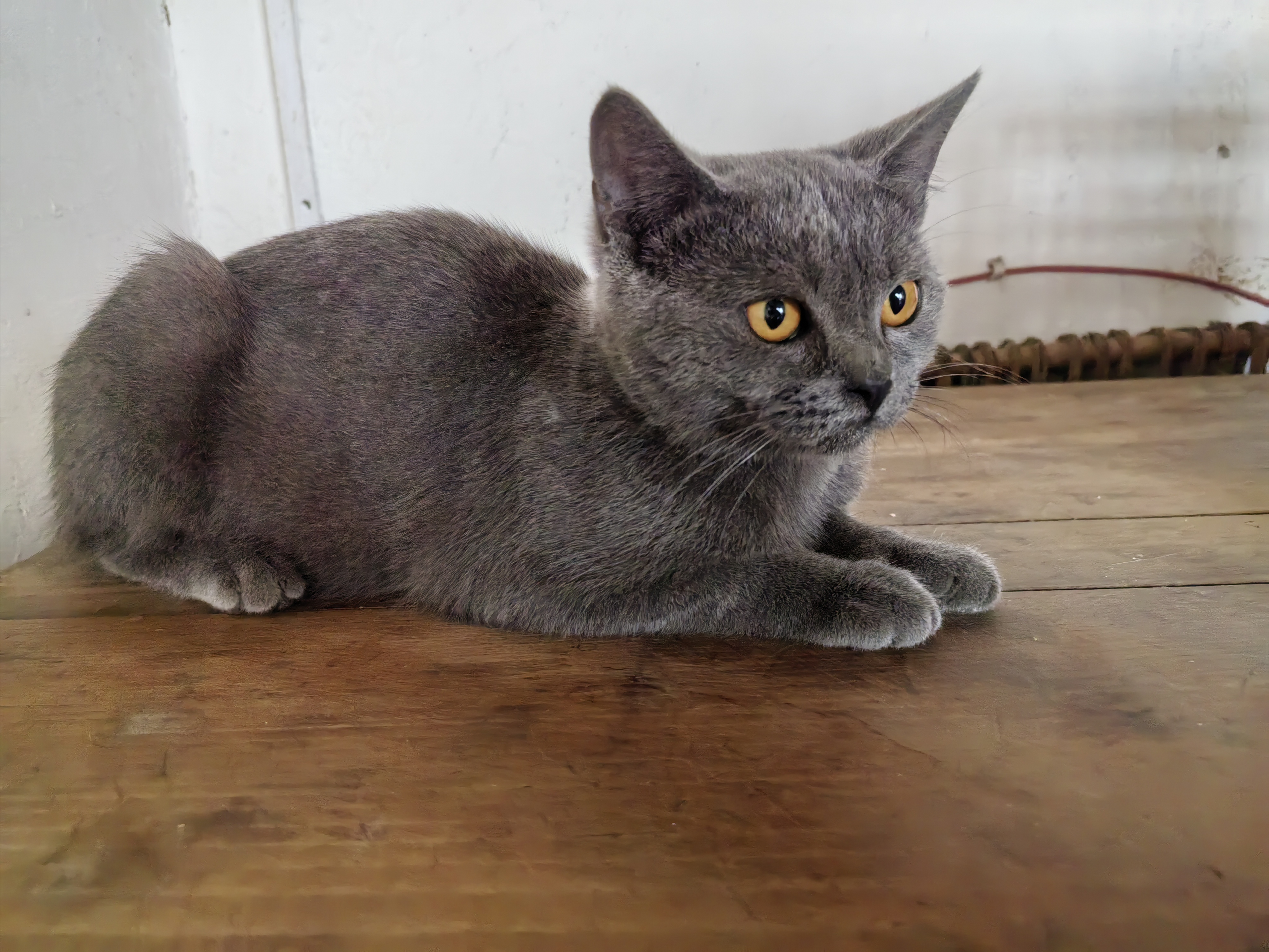 蓝猫